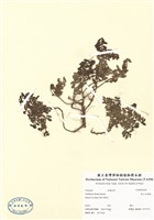 藏品(高山白珠樹)的圖片